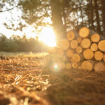 Stack of cut firewood in forest on sunny day
